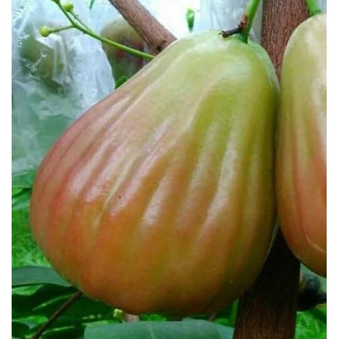 

Terlaris Bibit Jambu Air Bajang Leang Daging Tebal Super Manis Tahan Ulat Buah