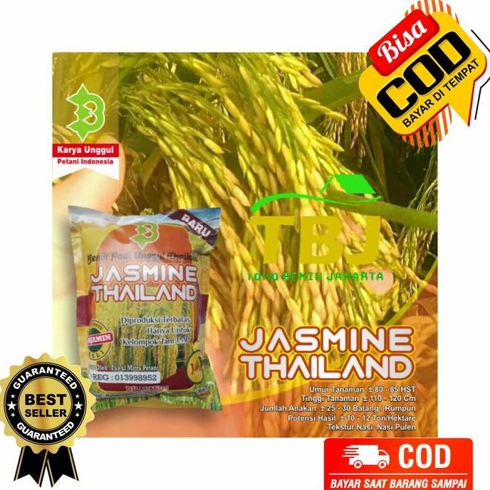 

Terlaris Benih Bibit Padi Jasmine Thailand Unggul