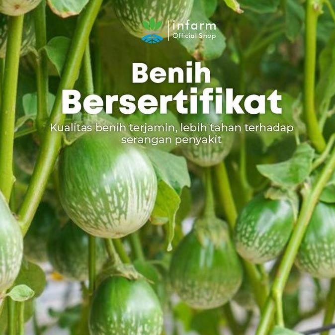 Baru Benih Terong Lalap Ring Brinjal Bulat Infarm - Hijau Lurik