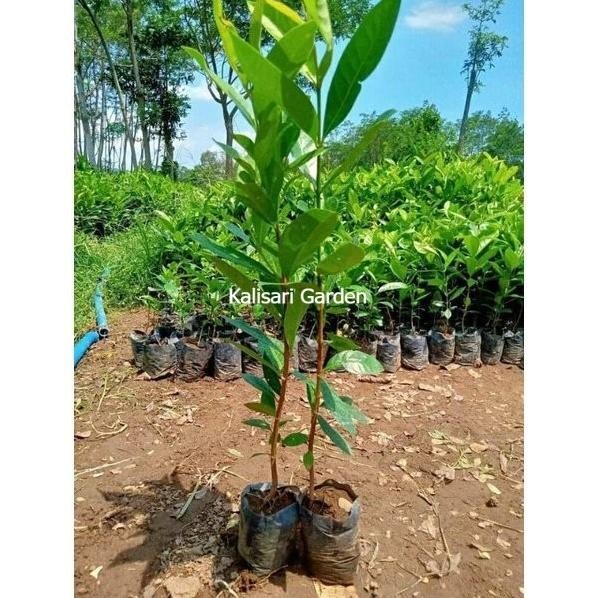 

Terlaris Bibit Pohon Buah Tanaman Daun Salam Dddd