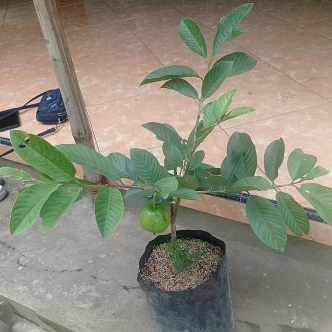 

Terlaris Bibit Tanaman Buah Jambu Kristal Putih Kondisi Berbuah
