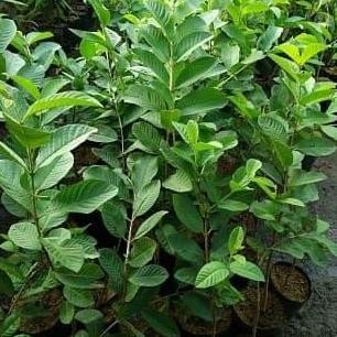 

Terlaris Bibit Tanaman Buah Jambu Kristal Hijau Unggul