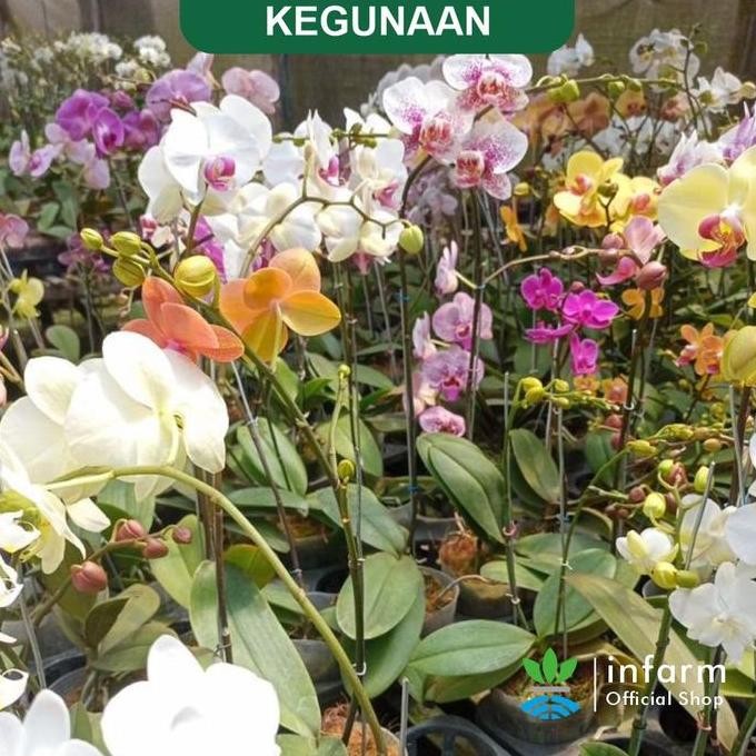 Baru Tray Semai Bibit Anggrek 12 Lubang Premium Infarm Bambu Plastik