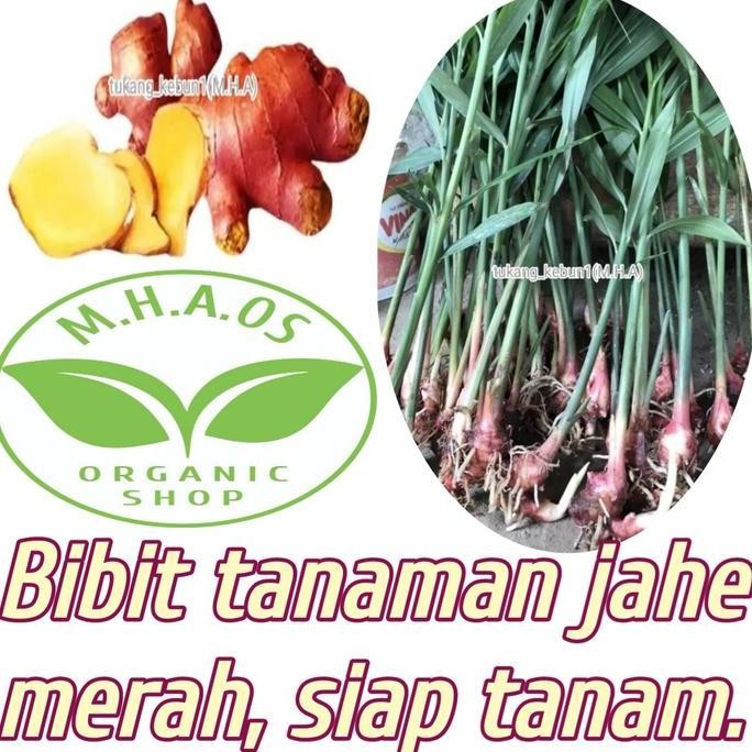 

Terlaris Bibit Tanaman Jahe Merah,Original (Siap Tanam).