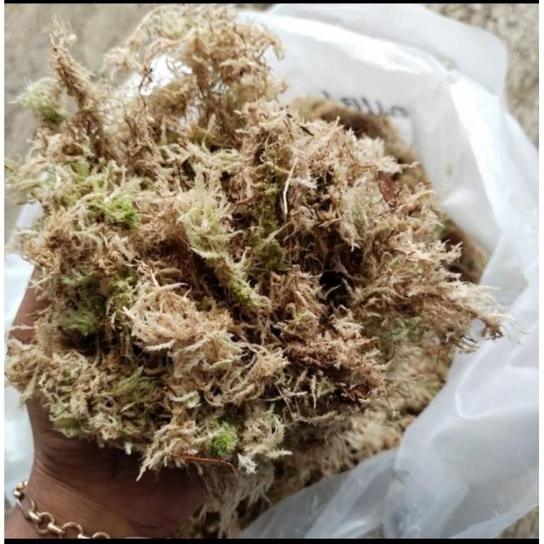 Bisa Cod Spagnum Moss, Moss Putih Lokal Murah, Media Tanam Moss 100 Gram ,