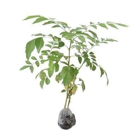 

Terlaris Bibit Salam Koja (Daun Kari) Siap Tumbuh Dan Cepat Panen