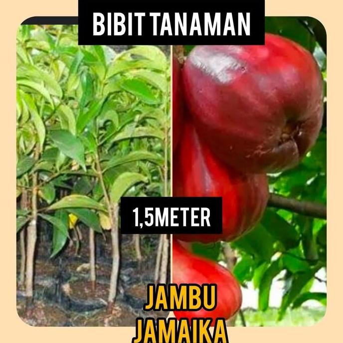 

Terlaris Bibit Jambu Jamaika 1.5 Meter