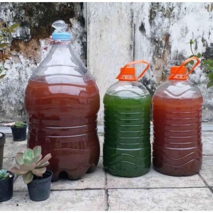 

Terlaris Terlaris Per Liter Pupuk Psb (Bakteri Fotosintesis) Organik Cair Poc