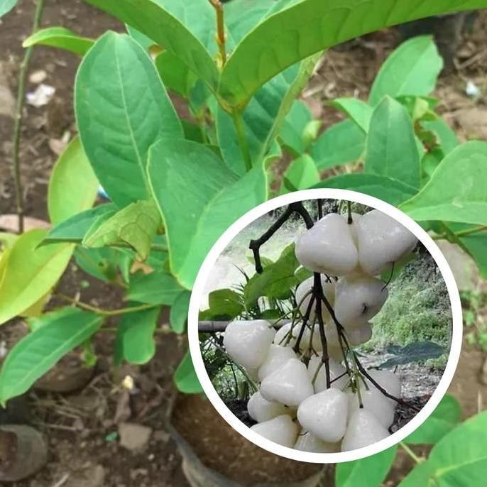 

Terlaris Bibit Jambu Air Kancing Putih Asli Tanaman Buah Hasil Okulasi Super Genjah Cepat Berbuah