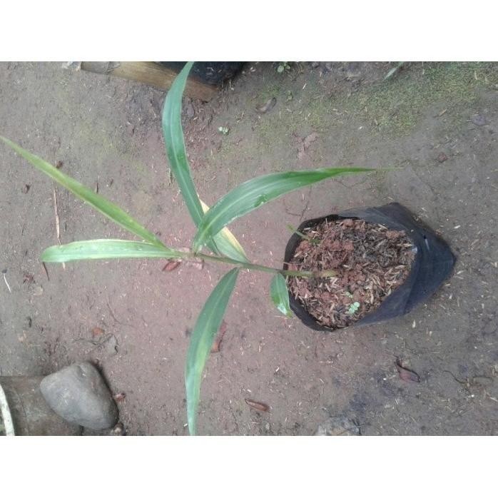 

Terlaris Bibit Pohon Jahe Merah Unggul Murah Cod