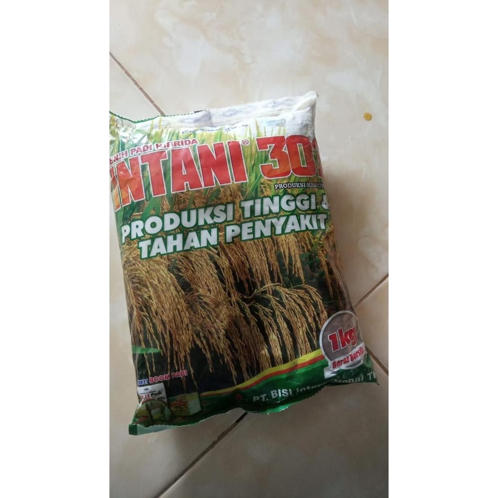 

Terlaris Benih Padi Intani 301