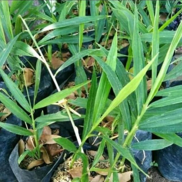 

Terlaris Bibit Tanaman Herbal Jahe Putih