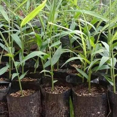 

Terlaris Jual Bibit Jahe Merah/Apotik Hidup/Tanaman Murah By Argoplantbag