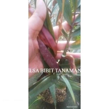 

Terlaris Bibit Jahe Wulung/Hitam Siap Tanam (Beli 5 Gratis 1)