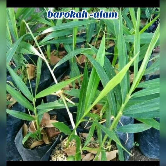 

Terlaris Bibit Jahe Gajah Siap Tanam