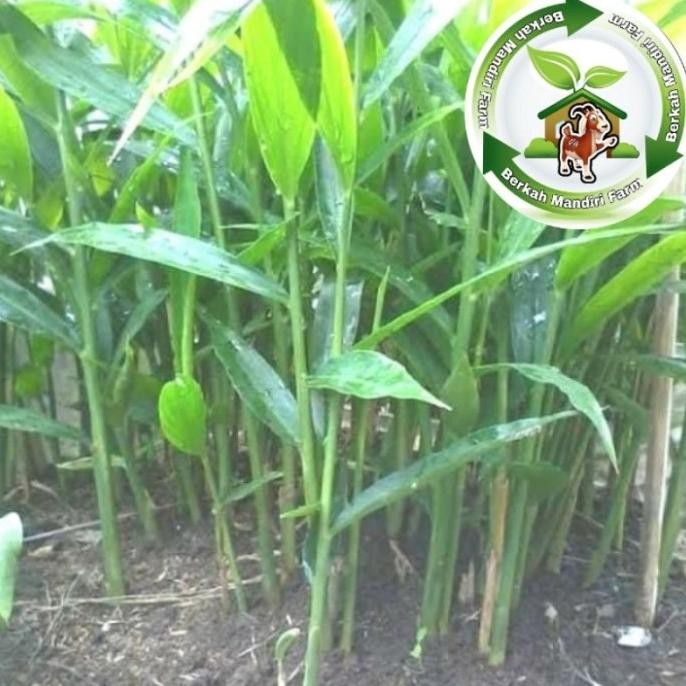 

Terlaris Jahe Gajah - Jahe Putih - Bibit Tanaman Obat Herbal Jahe Gajah Unggul