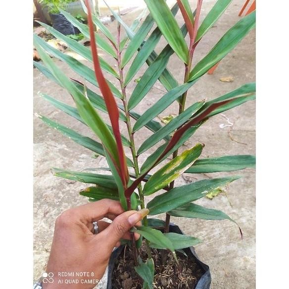 

Terlaris Bibit Jahe Hitam/Wulung Asli Sudkpa 3169Rt