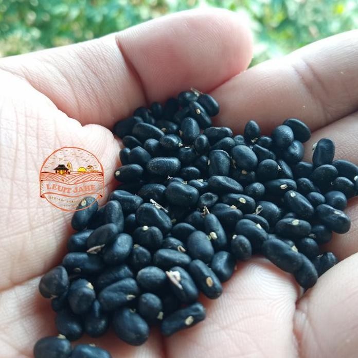 

Terlaris Leuit Jahe - Bibit Biji Atau Benih Bunga Telang Biru Murah 50 Pcs