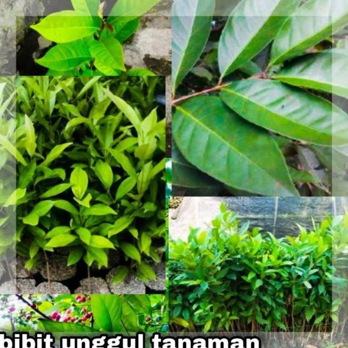 

Terlaris Bibit Daun Salam Terlaris
