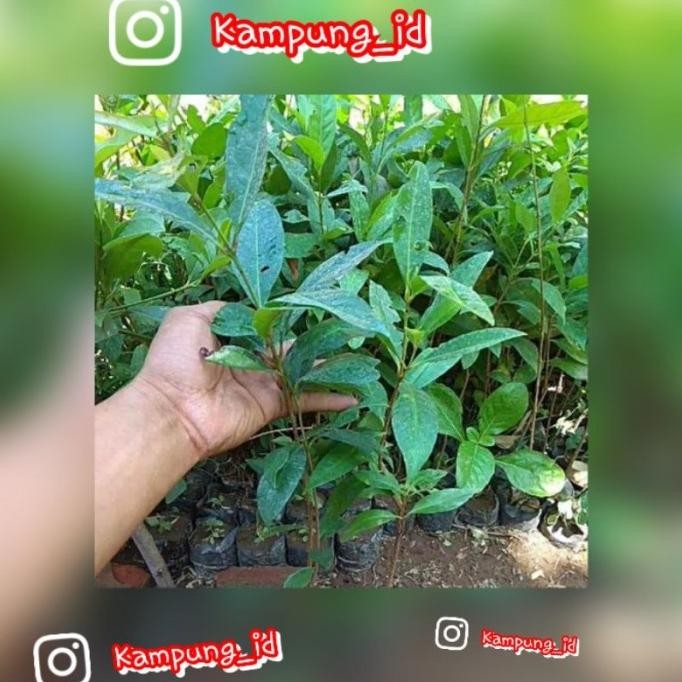 

Terlaris Bibit Daun Salam Terlaris [Termurah]