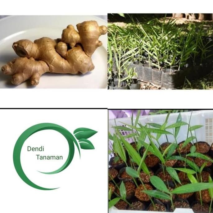 

Terlaris Bibit Tanaman Jahe Emprit - Obat Herbal