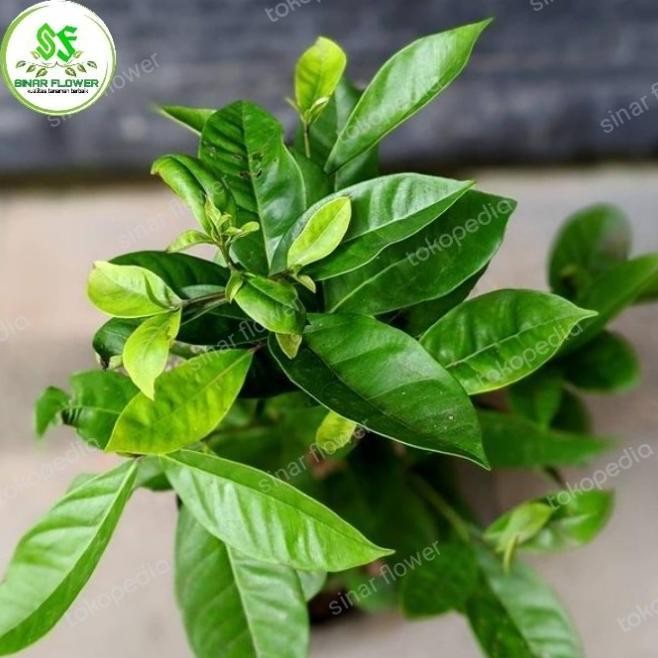

Terlaris Muurah!! Bibit Pohon Salam/Tanaman Daun Salam