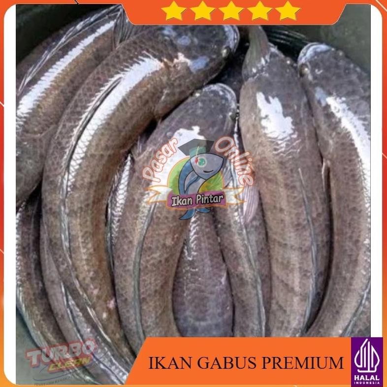 

QIG-1722 et-12 Ikan Gabus Kutuk Fresh Frozen Dibersihkan Fast Delivery Murah Premium
