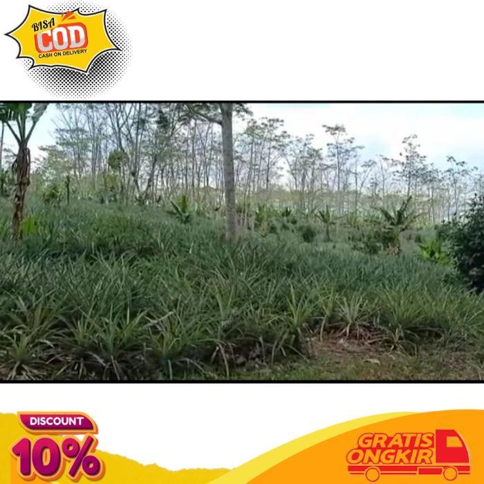 

Diskon 100% Asli Nanas Muda Pelancar Haid Bergaransi ||