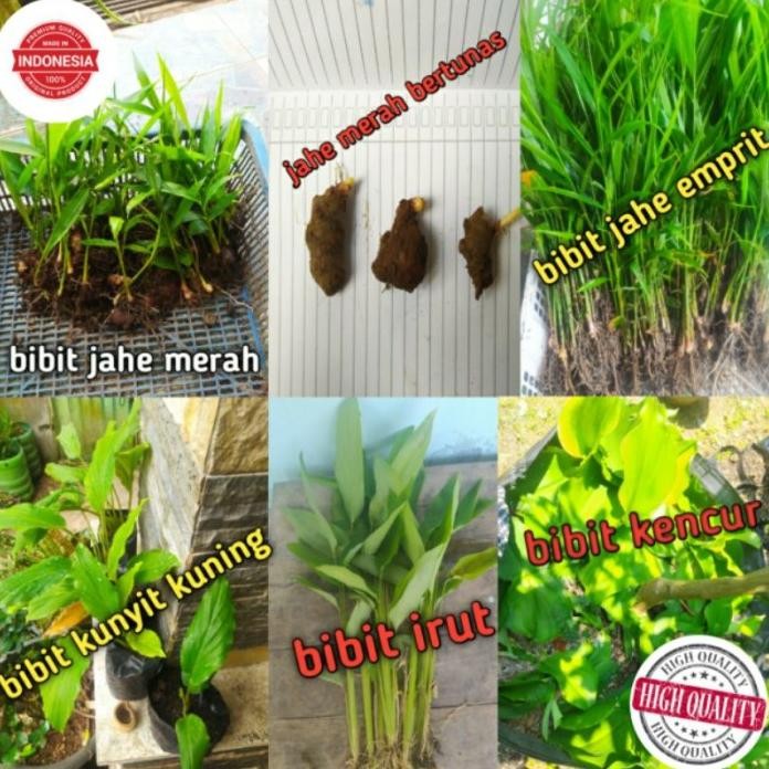 

Terlaris Paket Murah Bibit Herbal (Jahe Merah, Emprit, Kunyit, Irut, Dan