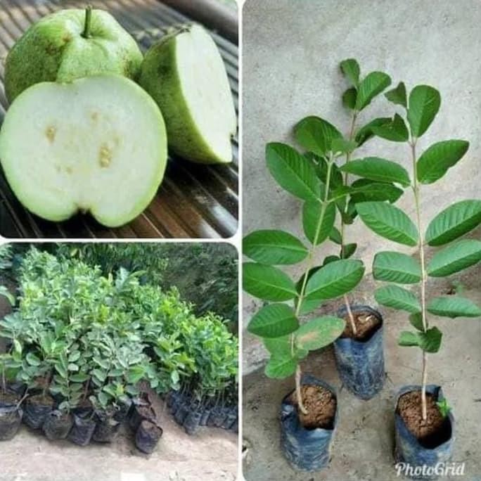 

Terlaris Bibit Jambu Kristal Putih Non Biji