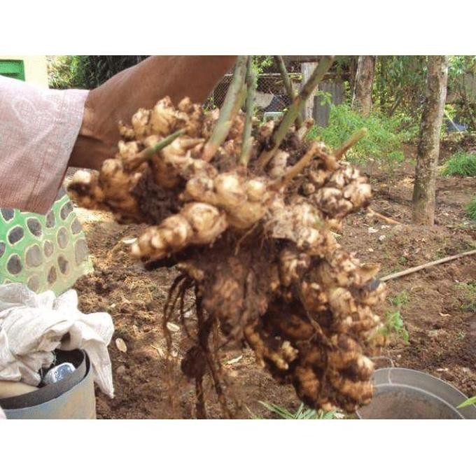 

Terlaris Jahe Emprit Atau Bibit Jahe Emprit 1Kg