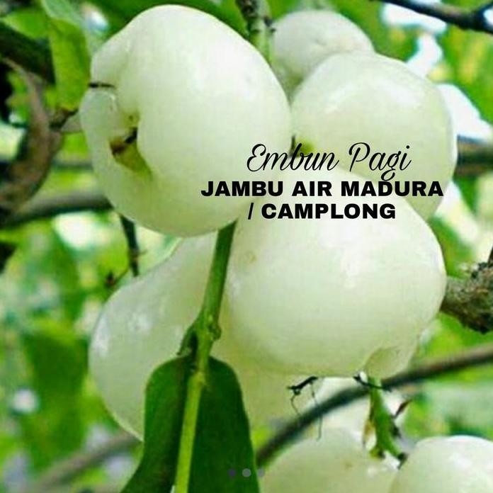 

Terlaris Bibit Jambu Air Madura Atau Camplong Langka