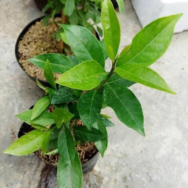 

Terlaris Bibit Daun Salam