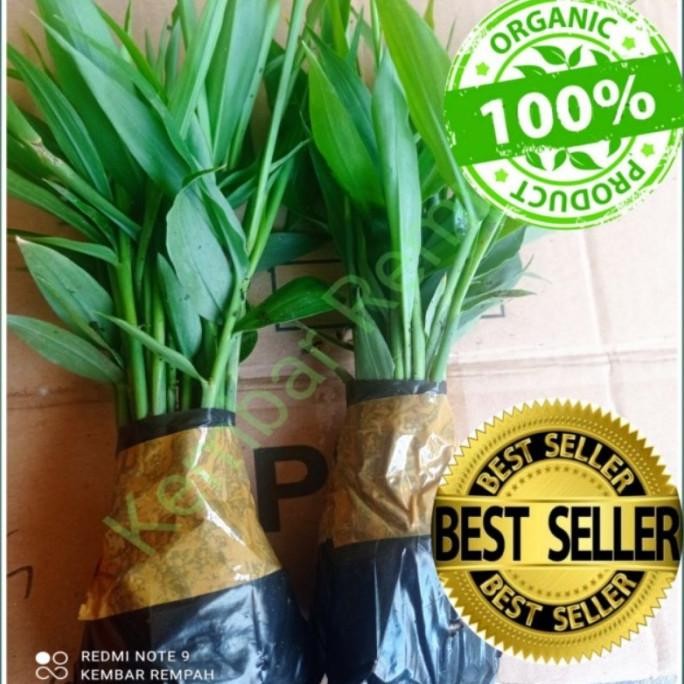 

Terlaris Bibit Jahe Merah Kualitas Unggul