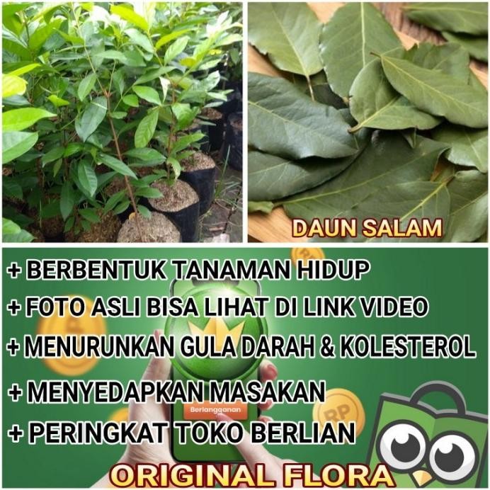 

Terlaris Bibit Tanaman Obat Salam Daun Salam (Syzygium Polyanthum)