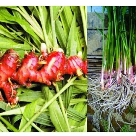 

Terlaris Bibit Tanaman Obat Herbal Jahe Merah Bibit Tanaman Super Unggul Asli Original