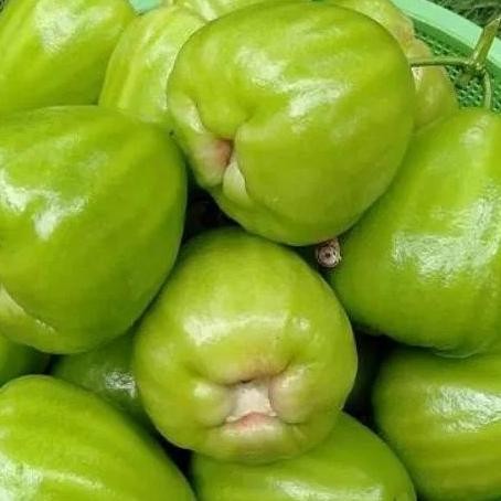 

Terlaris Bibit Tanaman Buah Jambu Air Kyojok Unggul