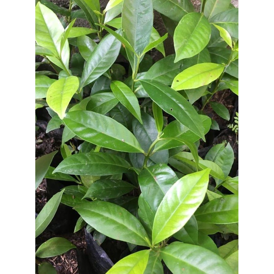 

Terlaris Bibit Daun Salam Terlaris