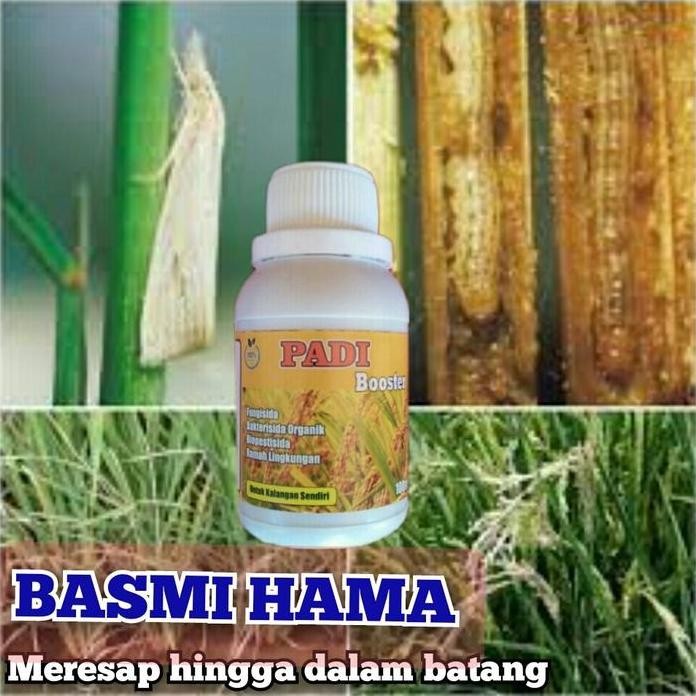 

Terlaris Nutrisi Padi Terbaik Pelebat Buah +Biopestisida Hama