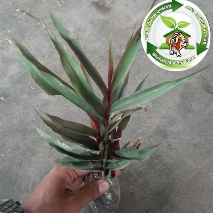

Terlaris Bibit Tanaman Herbal Jahe Hitam - Jahe Ungu - Jahe Wulun Wxtsze 8187Wu