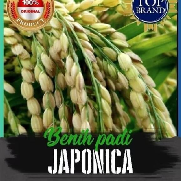 

Terlaris Benih Padi Japonica Kemasan 1Kg