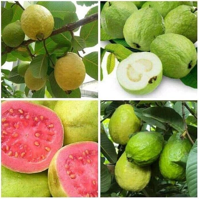 

Terlaris Bibit Tanaman Buah Jambu Kristal Berbunga