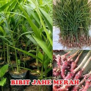 

Terlaris Bibit Tanaman Jahe Merah Herbal