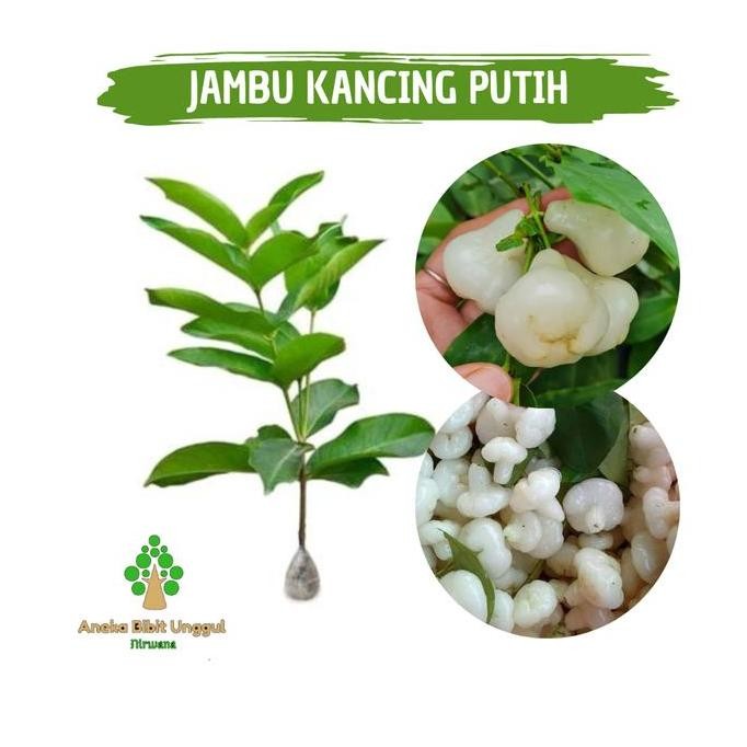 

Terlaris Bibit Jambu Air Kancing Putih Aneka Bibit Unggul