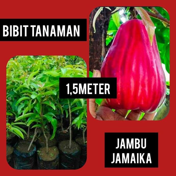 

Terlaris Bibit Jambu Air Jamaika 1.5 Meter