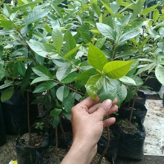 

Terlaris Bibit Pohon Salam/Tanaman Herbal Daun Salam