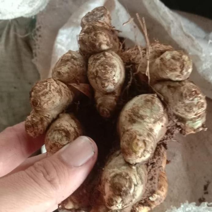 

Terlaris Jahe Emprit Super 1 Kg Bisa Untuk Bibit