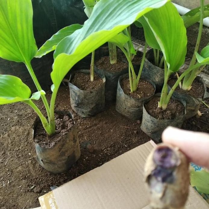 

Terlaris Bibit Kunyit Hitam Paket Kejutan