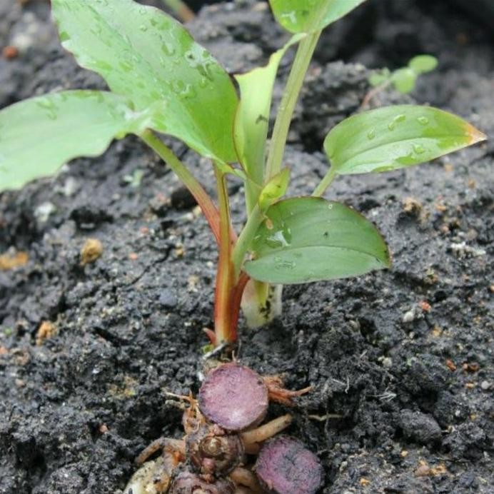 

Terlaris Bibit Tanaman Kunyit Hitam Asli India
