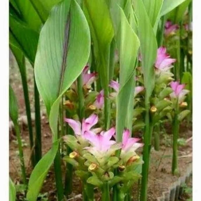 

Terlaris Bibit Temu Putih Kunyit Putih Siap Tanam